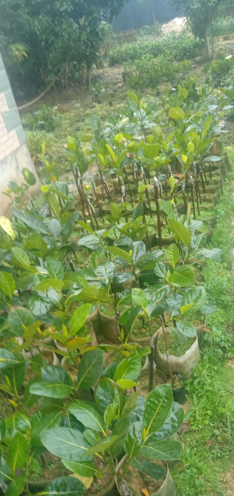 越南红菠萝蜜苗，靠接苗