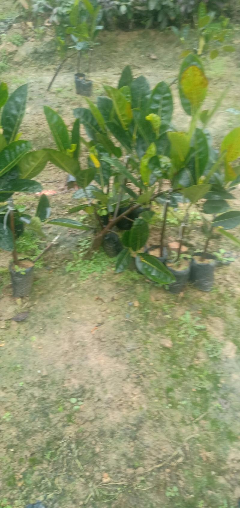 越南红菠萝蜜苗，靠接苗