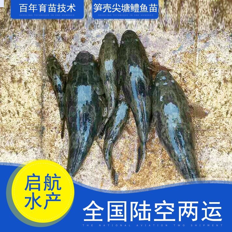 笋壳鱼苗，泰国竹壳鱼苗尖塘鳢鱼苗杂交淡水