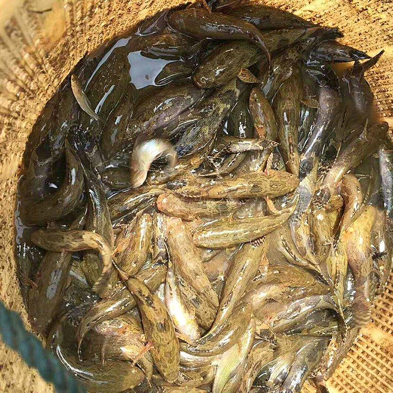 笋壳鱼苗，泰国竹壳鱼苗尖塘鳢鱼苗杂交淡水