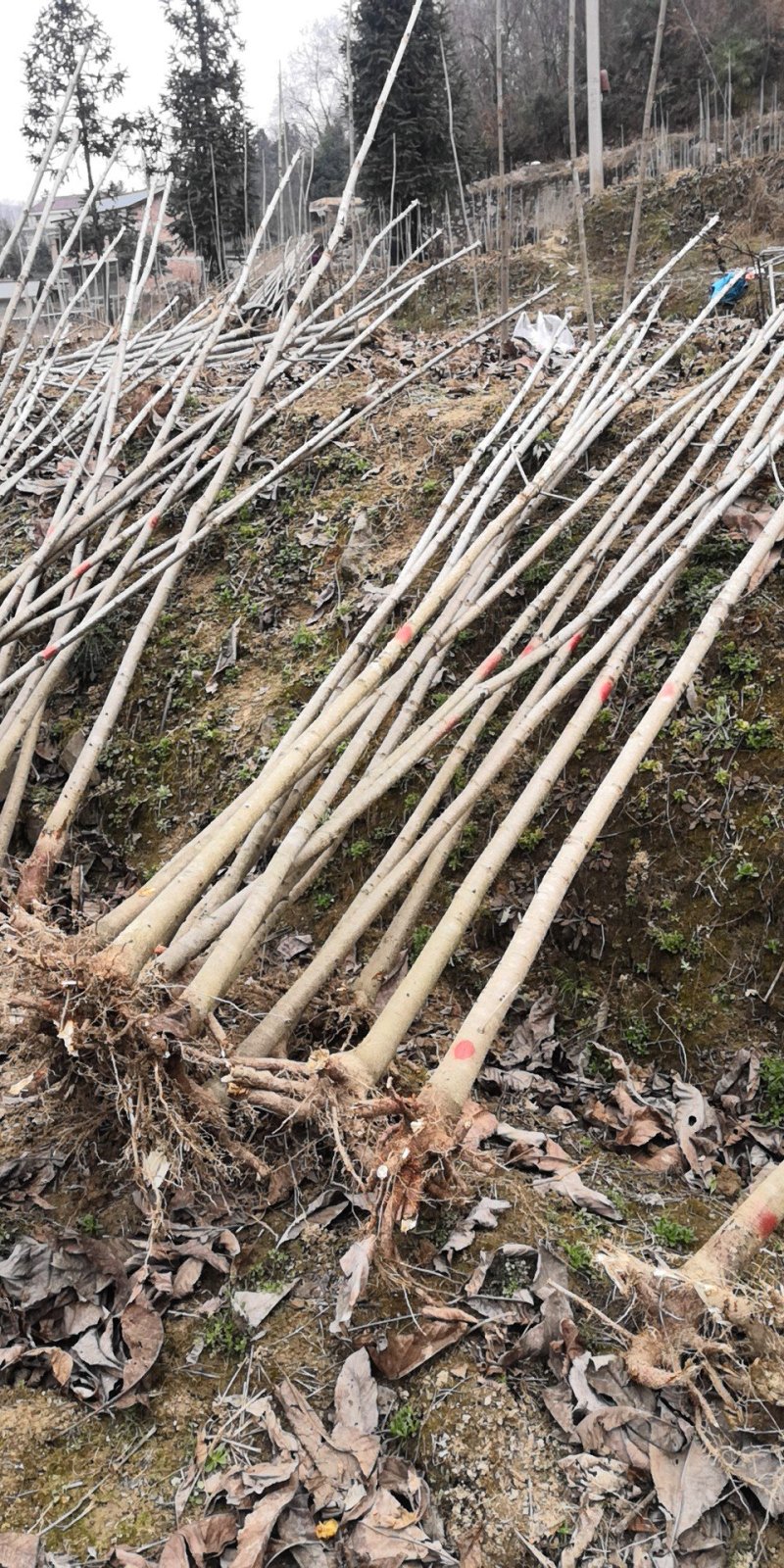 陕西七叶树1-10公分农户自产苗木，产地直销，