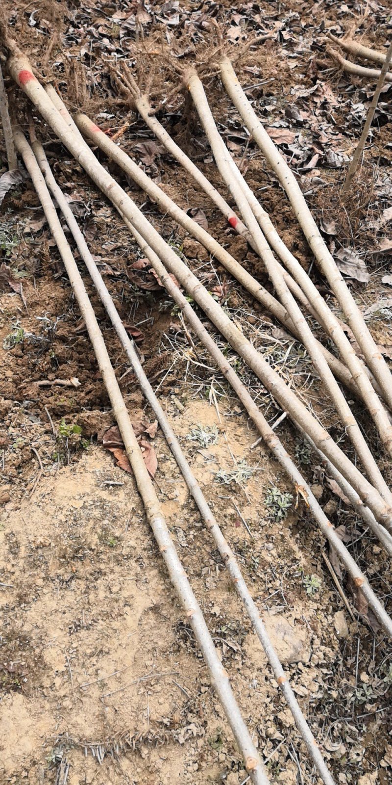 陕西七叶树1-10公分农户自产苗木，产地直销，