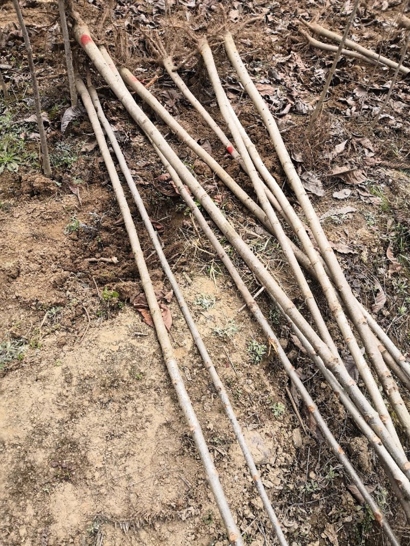陕西七叶树1-10公分农户自产苗木，产地直销，
