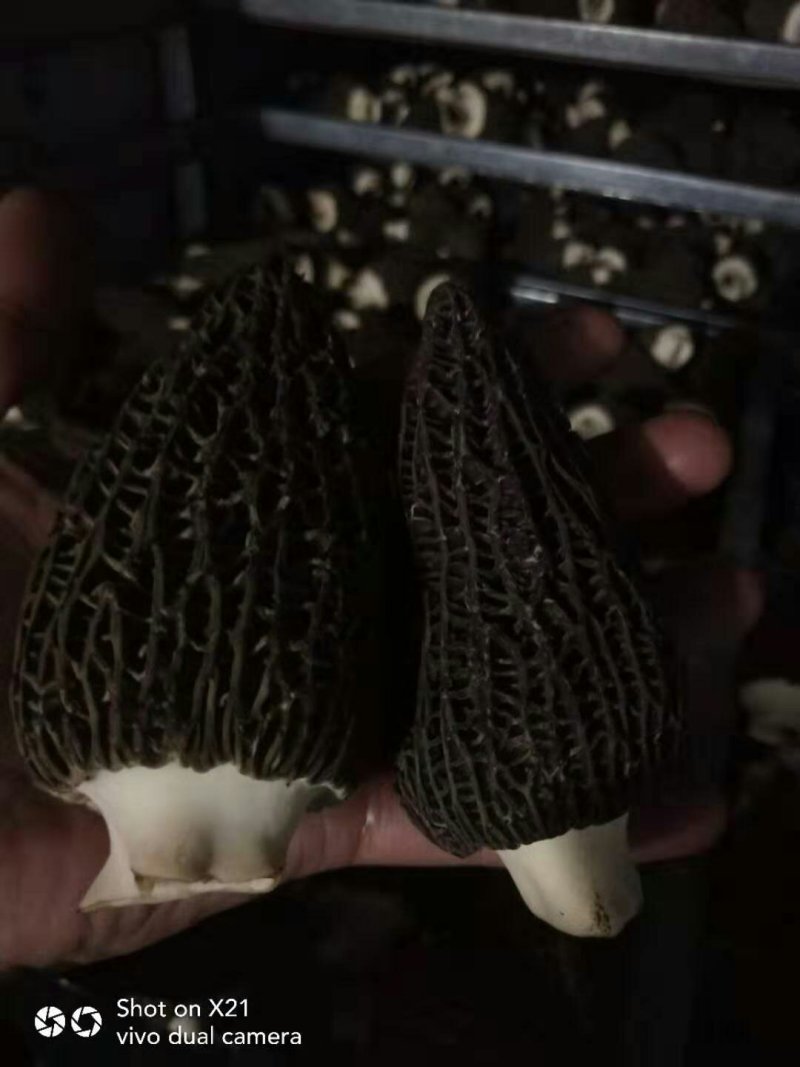 头茬羊肚菌