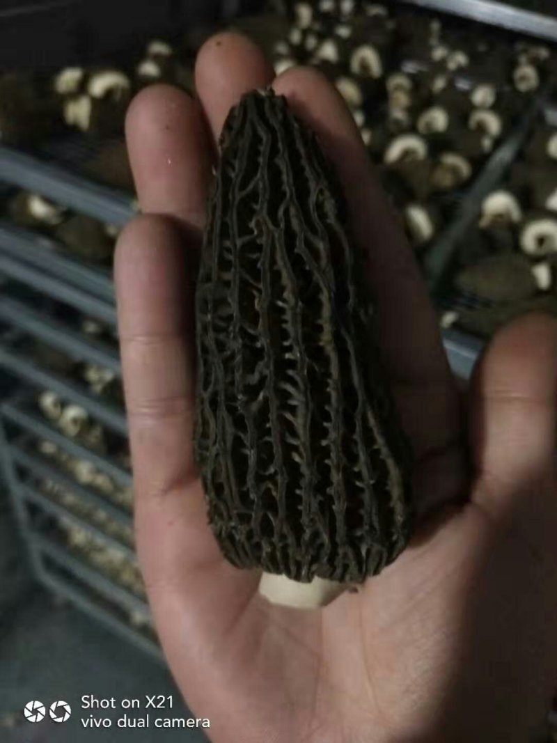 头茬羊肚菌