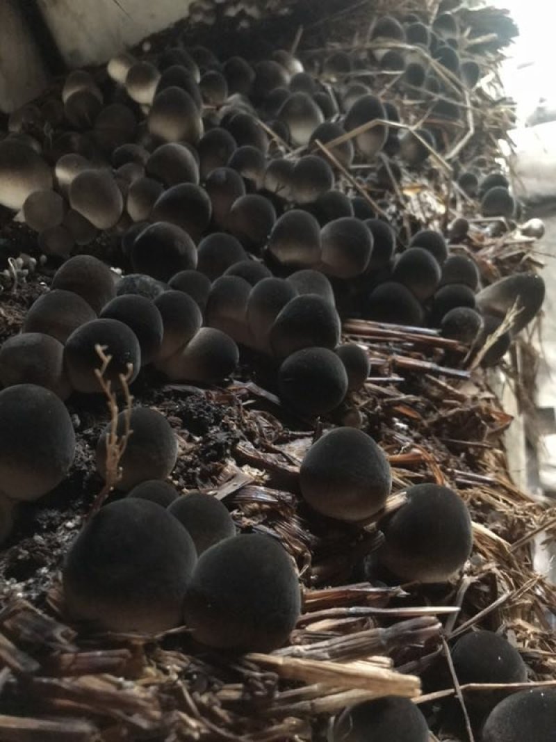 白草菇菌种V844灰黑V971栽培种适龄菌种生产种三级种