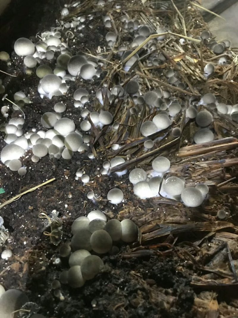 白草菇菌种V844灰黑V971栽培种适龄菌种生产种三级种