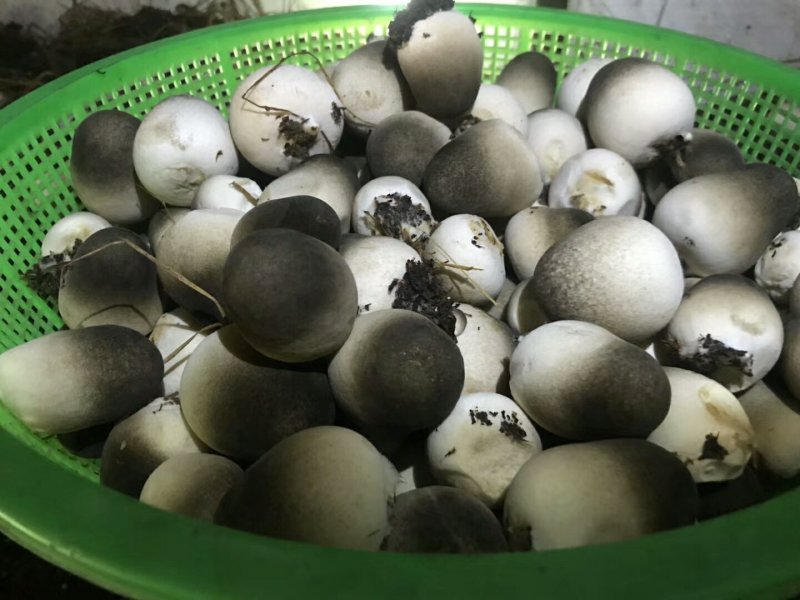 白草菇菌种V844灰黑V971栽培种适龄菌种生产种三级种