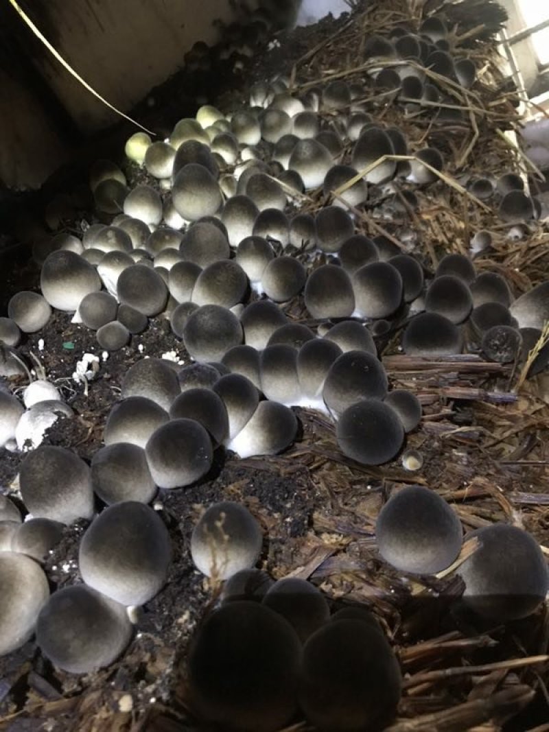 白草菇菌种V844灰黑V971栽培种适龄菌种生产种三级种