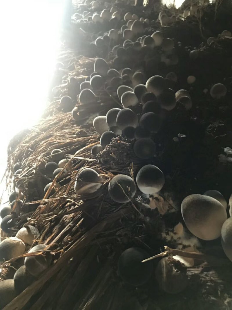 白草菇菌种V844灰黑V971栽培种适龄菌种生产种三级种