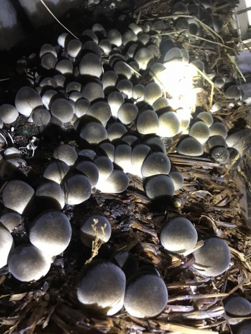 白草菇菌种V844灰黑V971栽培种适龄菌种生产种三级种