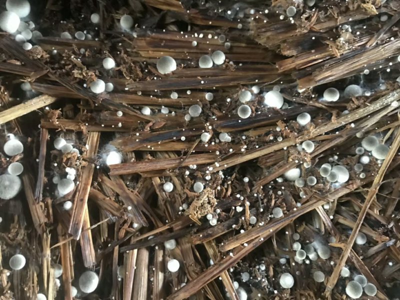 白草菇菌种V844灰黑V971栽培种适龄菌种生产种三级种