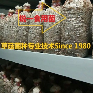 白草菇菌种V844灰黑V971栽培种适龄菌种生产种三级种