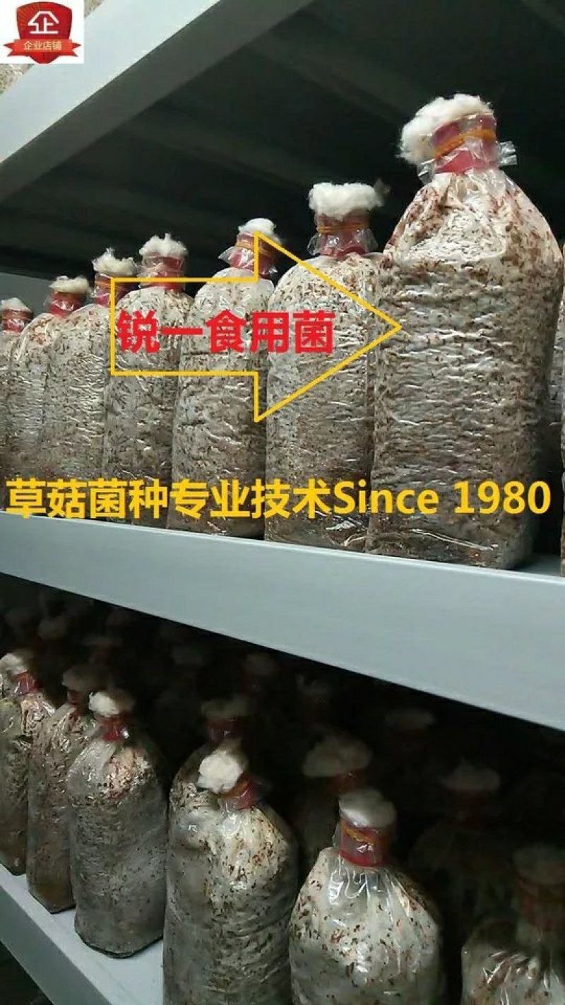 白草菇菌种V844灰黑V971栽培种适龄菌种生产种三级种