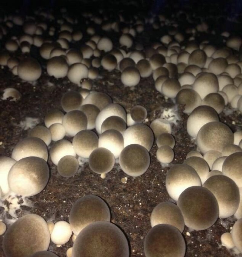 草菇菌种原种二级种V971中大菇V844白草菇转接扩繁用