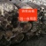 草菇菌种原种二级种V971中大菇V844白草菇转接扩繁用
