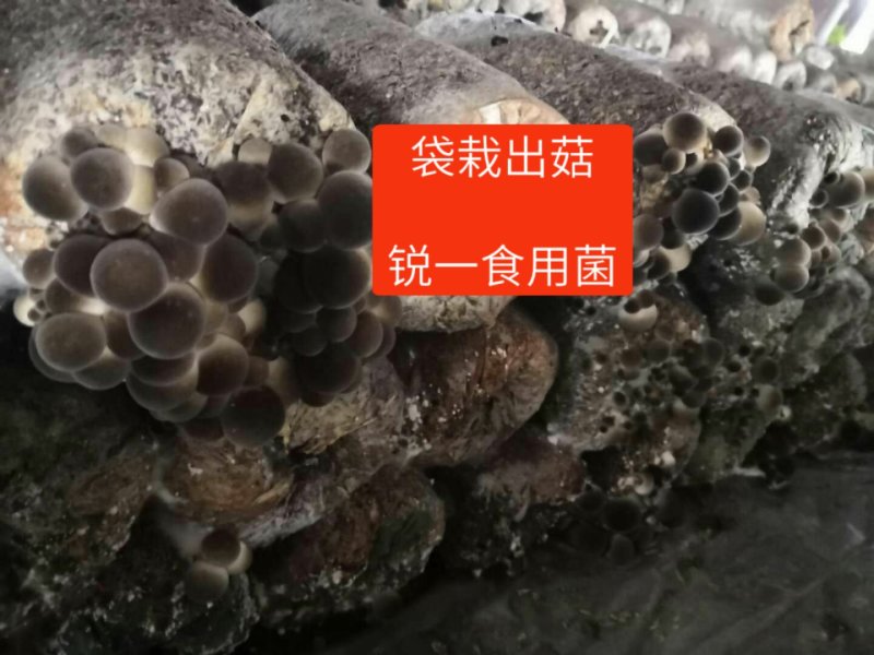 草菇菌种原种二级种V971中大菇V844白草菇转接扩繁用