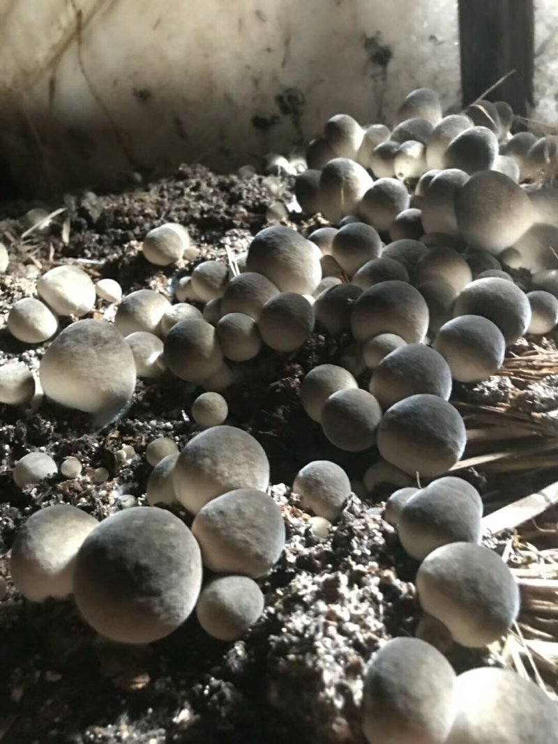 草菇菌种原种二级种V971中大菇V844白草菇转接扩繁用