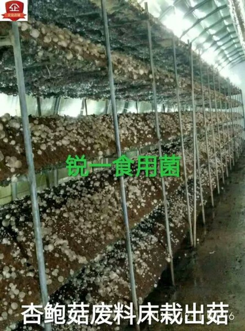 草菇菌种原种二级种V971中大菇V844白草菇转接扩繁用
