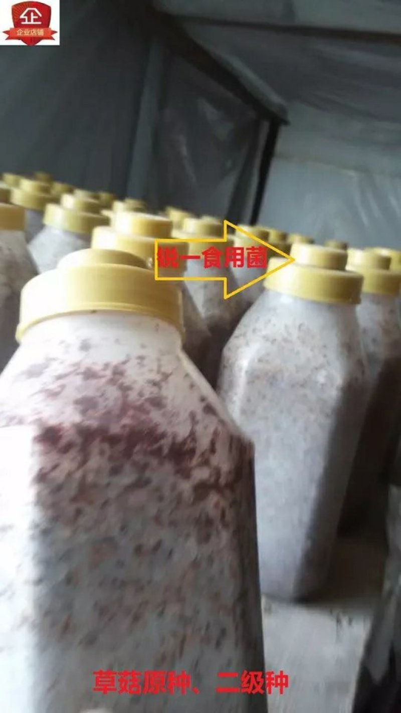 草菇菌种原种二级种V971中大菇V844白草菇转接扩繁用