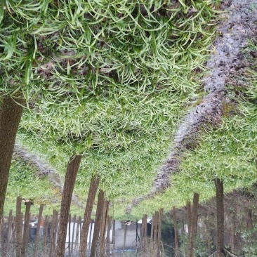 吉祥草