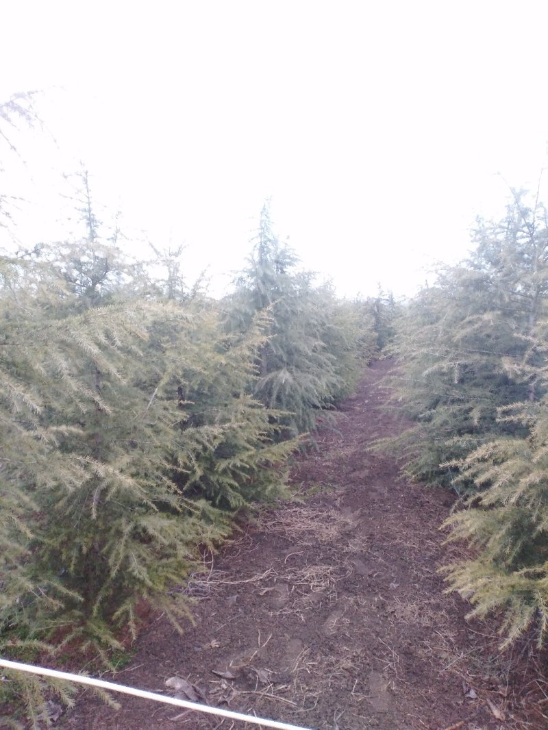 雪松大量供应1米至5米高优质行道树点缀庭院绿化苗木