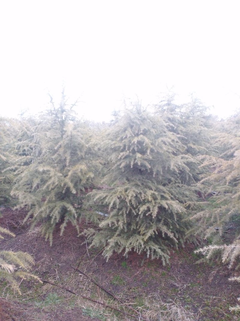 雪松大量供应1米至5米高优质行道树点缀庭院绿化苗木