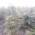雪松大量供应1米至5米高优质行道树点缀庭院绿化苗木