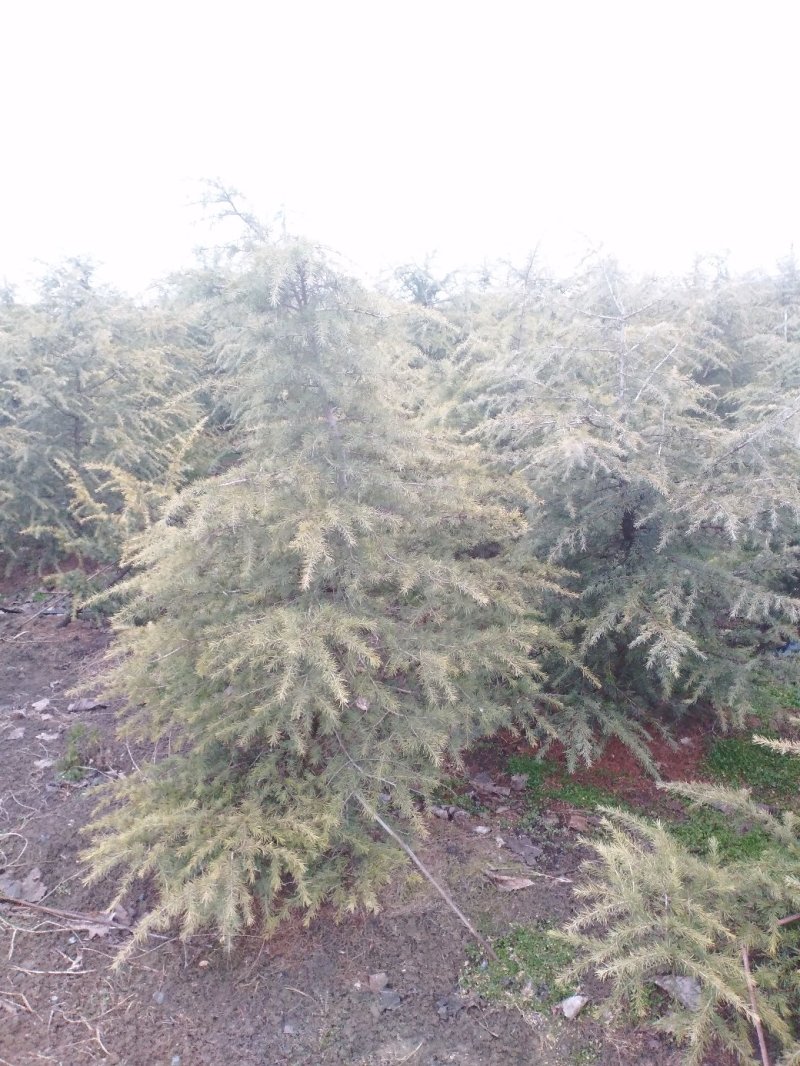 雪松大量供应1米至5米高优质行道树点缀庭院绿化苗木