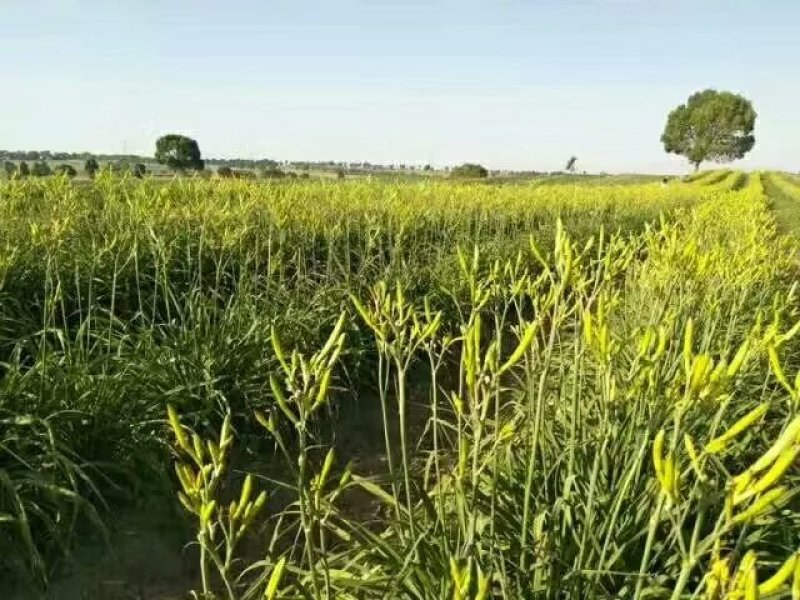 大量批发销售优质黄花菜苗
