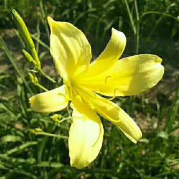 大量批发销售优质黄花菜苗