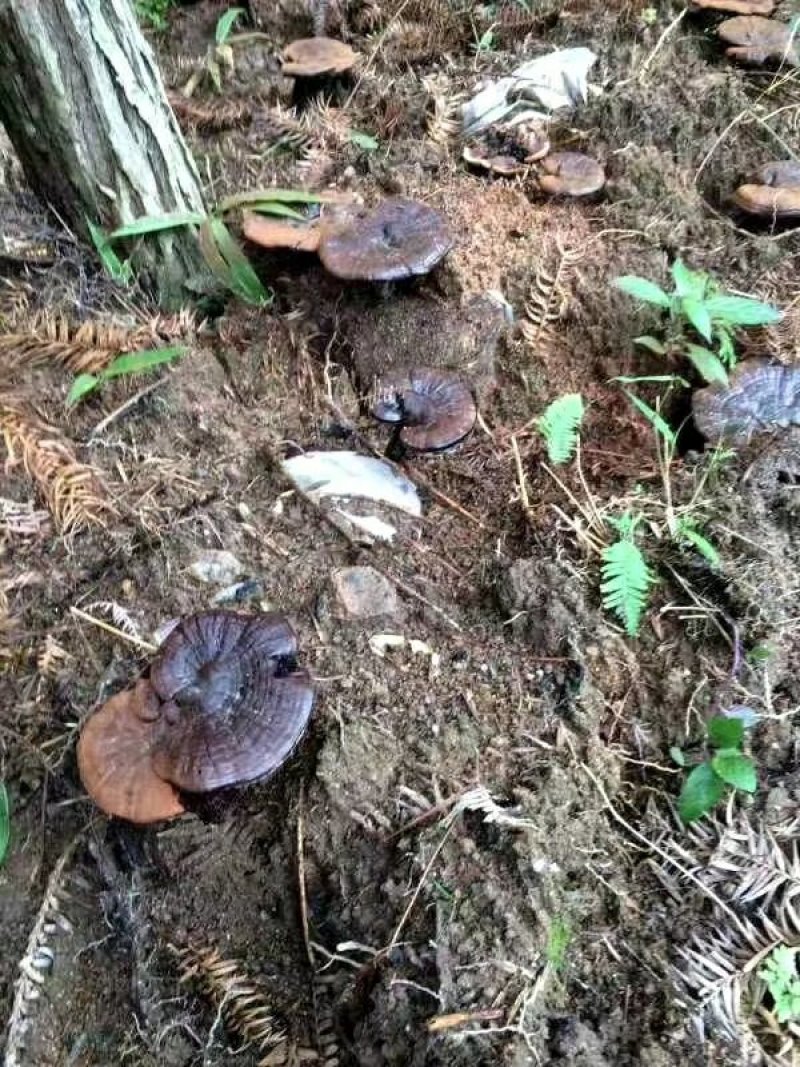 灵芝紫灵芝野生正品深山不苦林芝整朵野灵芝半野生紫灵芝养生