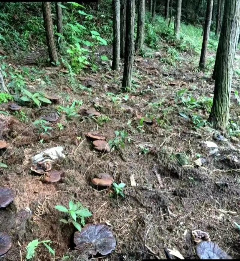 灵芝紫灵芝野生正品深山不苦林芝整朵野灵芝半野生紫灵芝养生