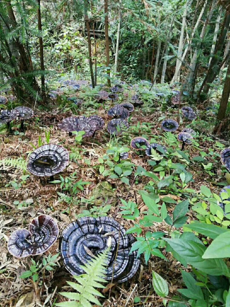 灵芝紫灵芝野生正品深山不苦林芝整朵野灵芝半野生紫灵芝养生
