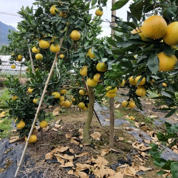 台湾甜葡萄柚苗黄肉葡萄柚台湾青柚树苗基地供应批发