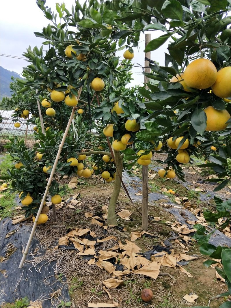 台湾甜葡萄柚苗黄肉葡萄柚台湾青柚树苗基地供应批发