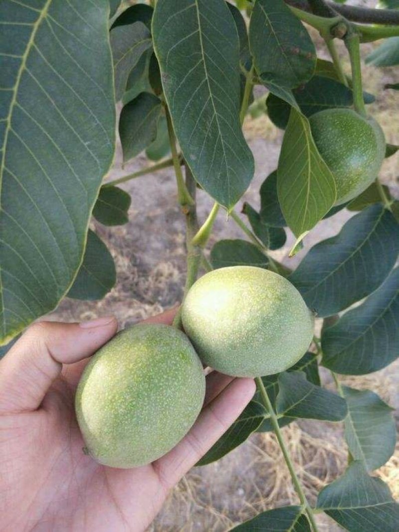 阿克苏薄皮核桃
