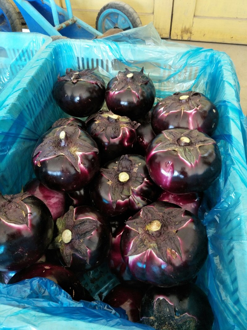 【精品圆茄】全国发货大量上市基地直发红茄