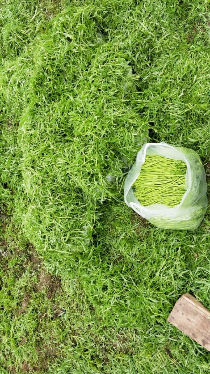 自己种的精品芦篙大量上市