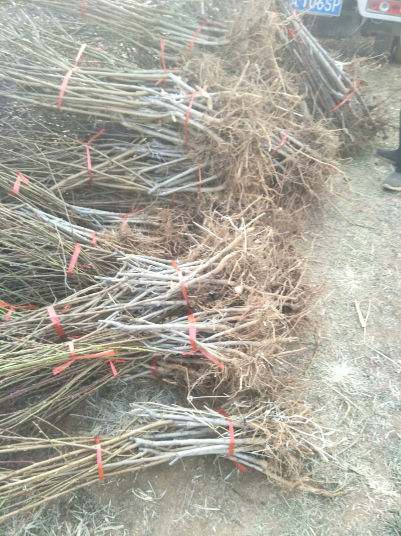各种系列嫁接成品桃苗！
