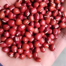 东北红小豆珍珠粒、中粒红豆