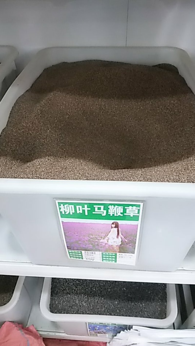 马鞭草种子多年生宿根花卉种子花海种子包邮