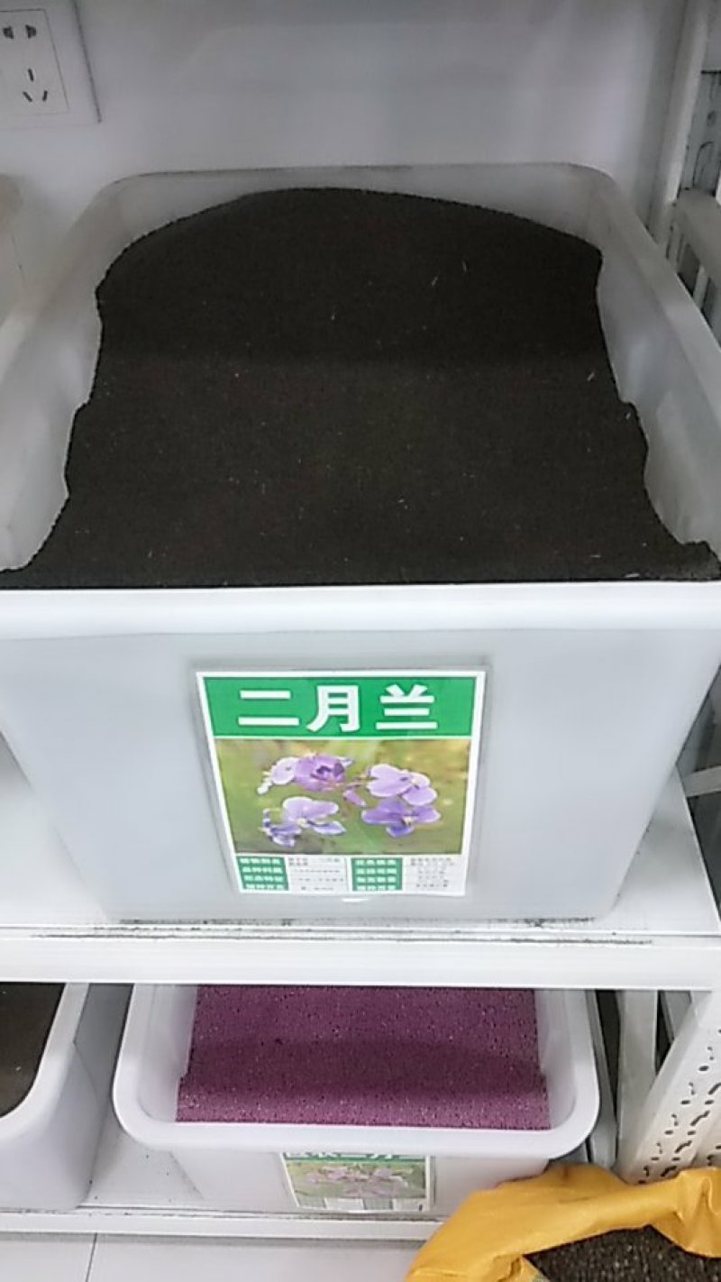 二月兰种子花籽诸葛菜二月蓝多年生宿根二月兰花种籽包邮