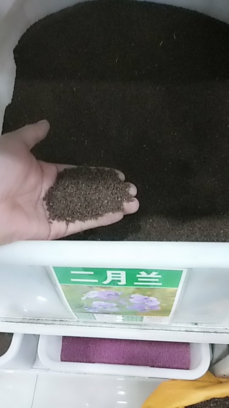 二月兰种子花籽诸葛菜二月蓝多年生宿根二月兰花种籽包邮