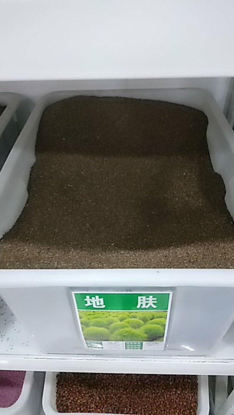 地肤种子红色绿色扫帚苗孔雀松高发芽率包邮