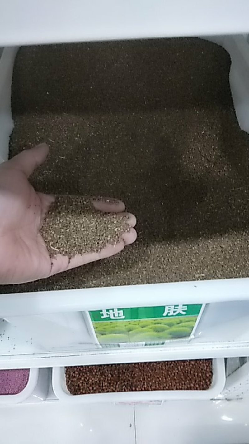 地肤种子红色绿色扫帚苗孔雀松高发芽率包邮