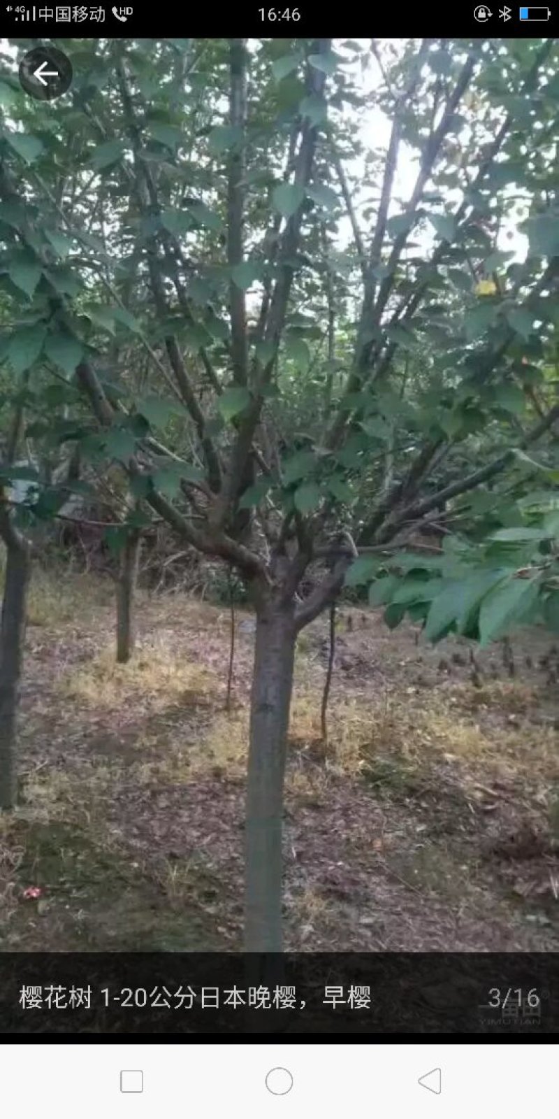 樱花树。