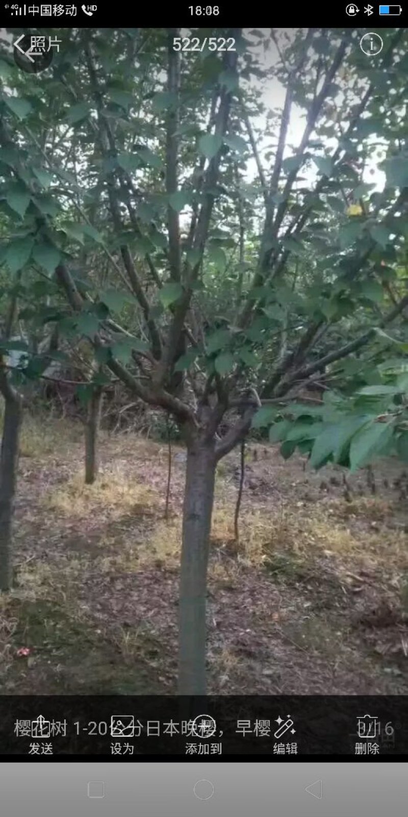 樱花树。