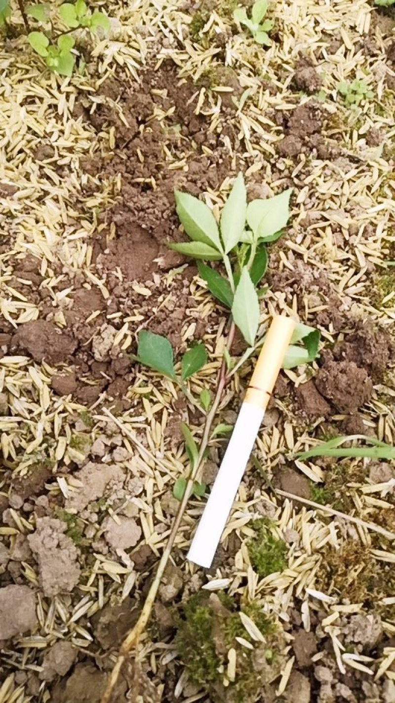 良心纯正九叶青花椒高产幼苗大苗，幼苗6-15厘米高
