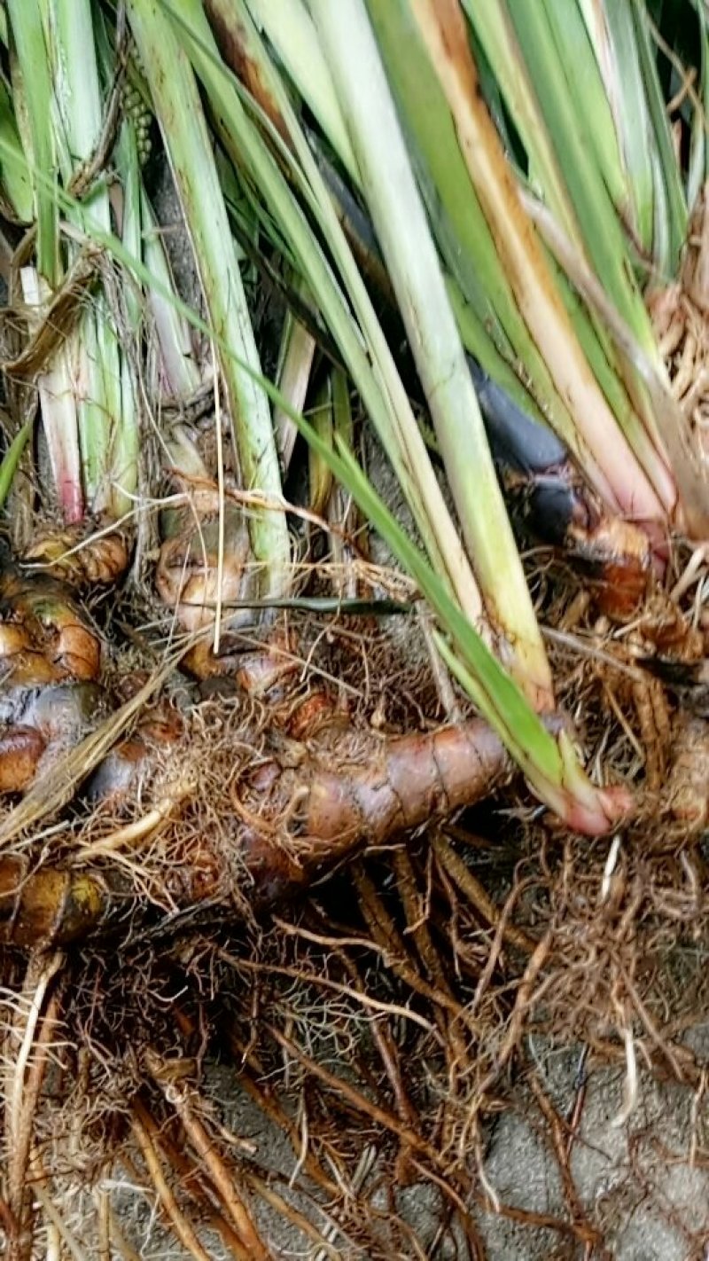 石菖蒲野生湿干货现挖货